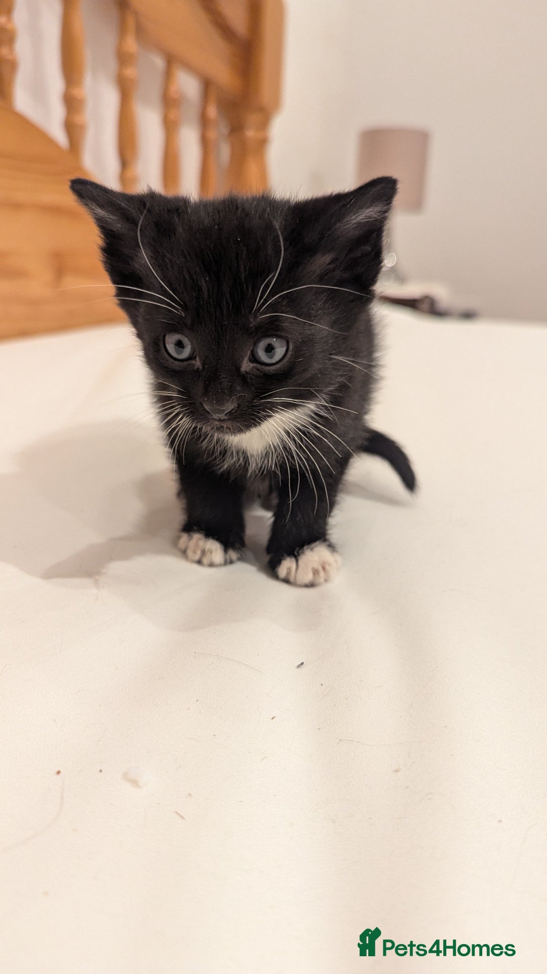 Mixed Breed cats for sale: Kittens - Advert 7