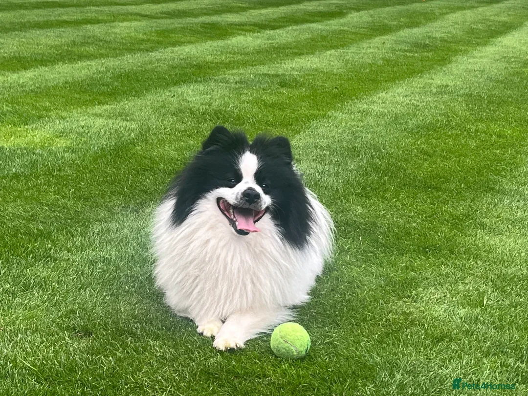 German Spitz dogs for stud: German spitz stud - Advert 6