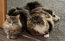 Maine Coon cats for sale: Maine Coon Boys for sale - Image 13