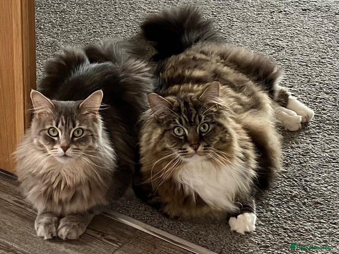 Maine Coon cats for sale: Maine Coon Boys for sale - Image 13
