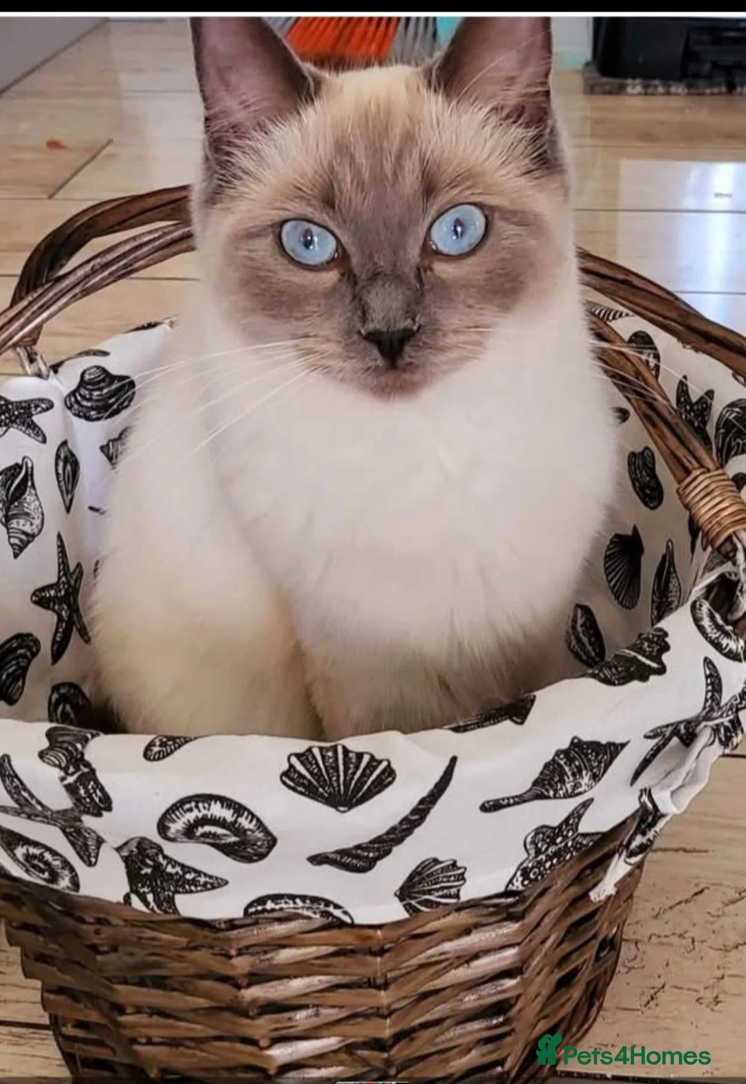 Ragdoll cats for sale: Half ragdoll kittens. 2 boys left  - Advert 1