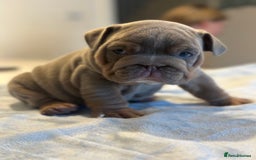 English Bulldog dogs for sale: Stunning KC Registered English Bulldog Puppies - Image 10