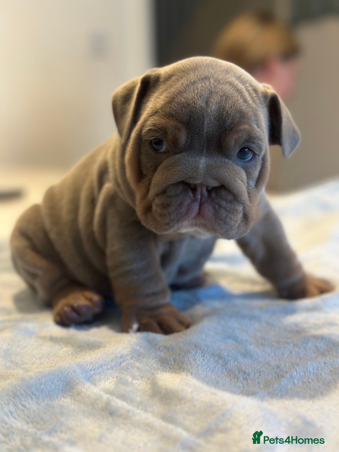 English Bulldog dogs for sale: Stunning KC Registered English Bulldog Puppies - Image 10