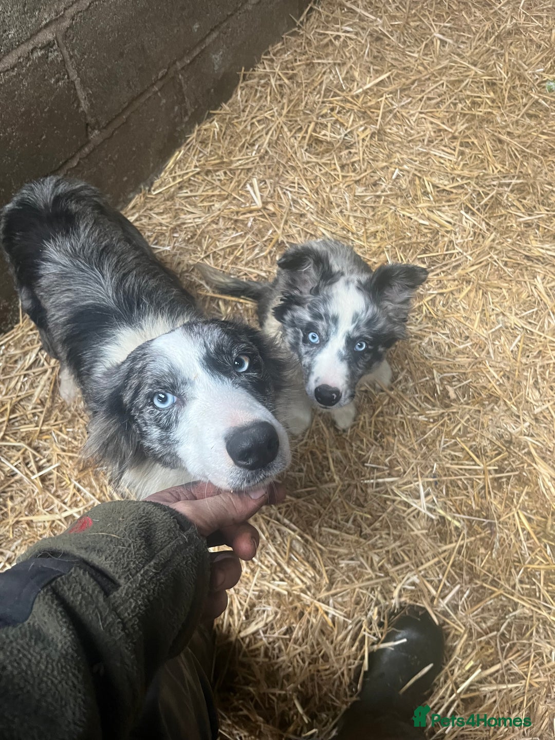 Border Collie dogs for sale: Blue merle x border collie  - Advert 5