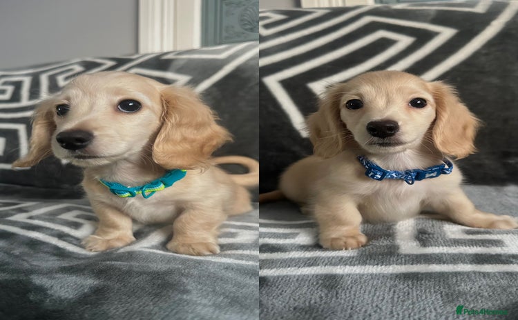 Miniature Dachshund dogs - Advert 1