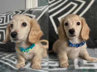 Miniature Dachshund dogs - Advert 12