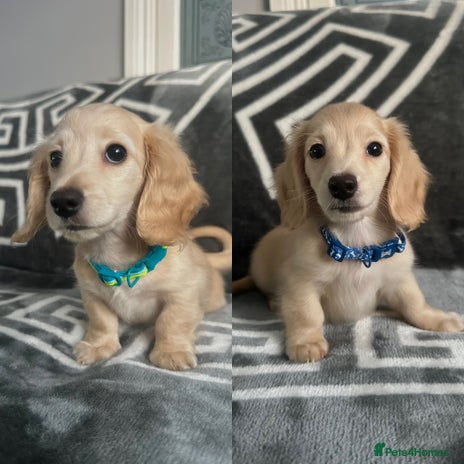 Miniature Dachshund dogs - Advert 9