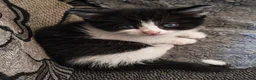 Mixed Breed cats for sale: Adorable Kittens  - Advert 11