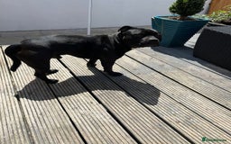 Staffordshire Bull Terrier dogs for stud: Staffordshire Bull Terrier  - Image 11
