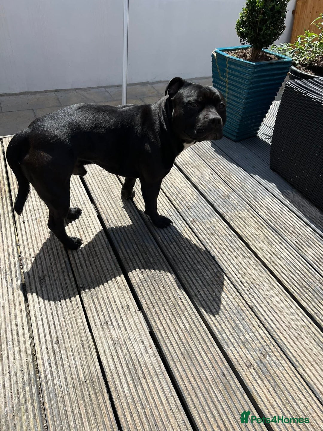Staffordshire Bull Terrier dogs for stud: Staffordshire Bull Terrier  - Image 11