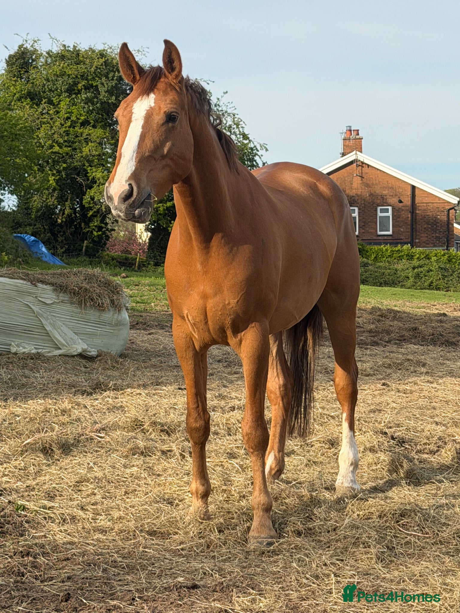 Irish Sports horses Would you look at him -17hh ISH Gelding  - Advert 8
