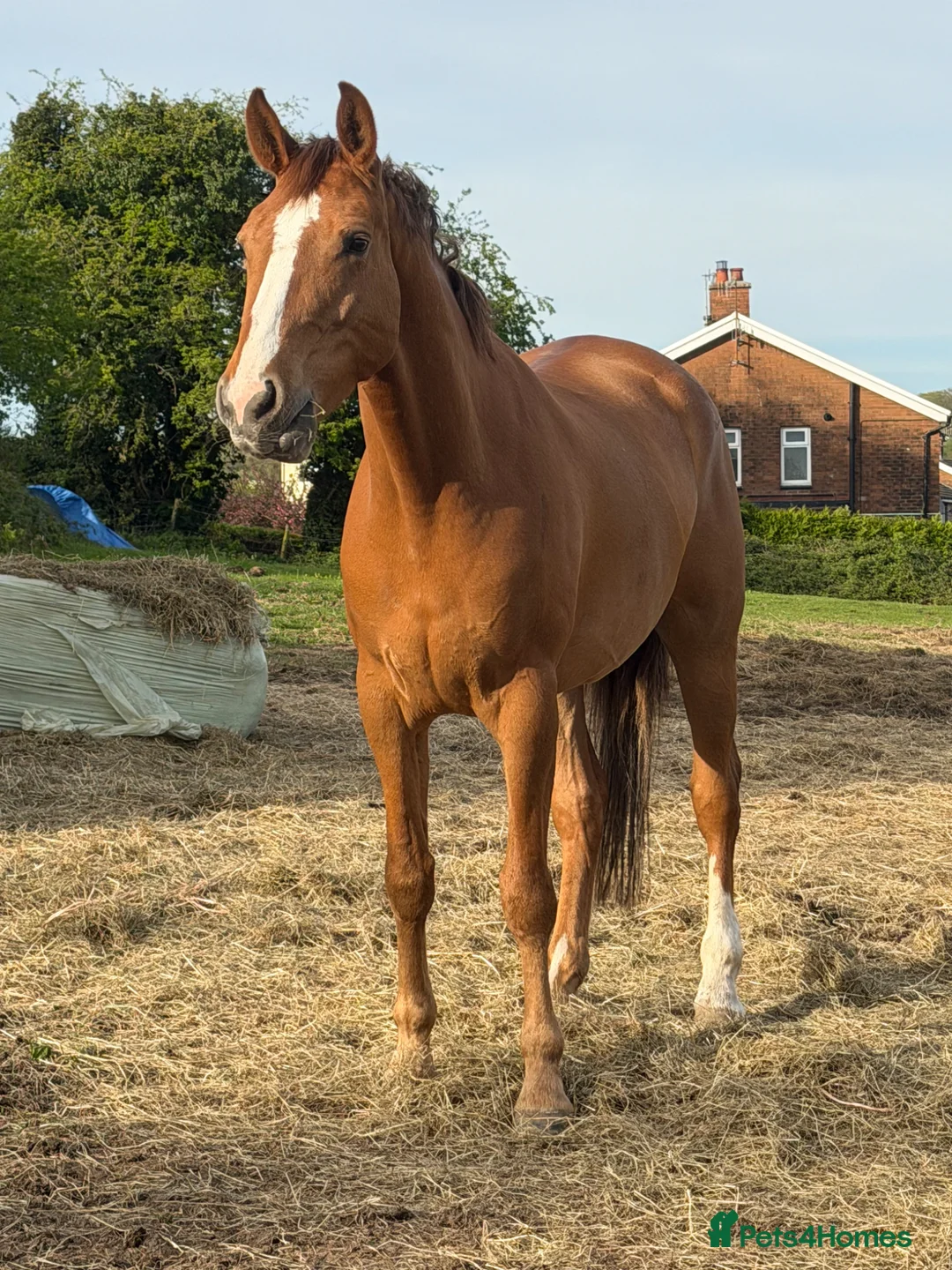 Irish Sports horses for sale: Would you look at him -17hh ISH Gelding  - Advert 1
