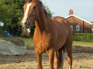 Irish Sports horses Would you look at him -17hh ISH Gelding - Advert 8