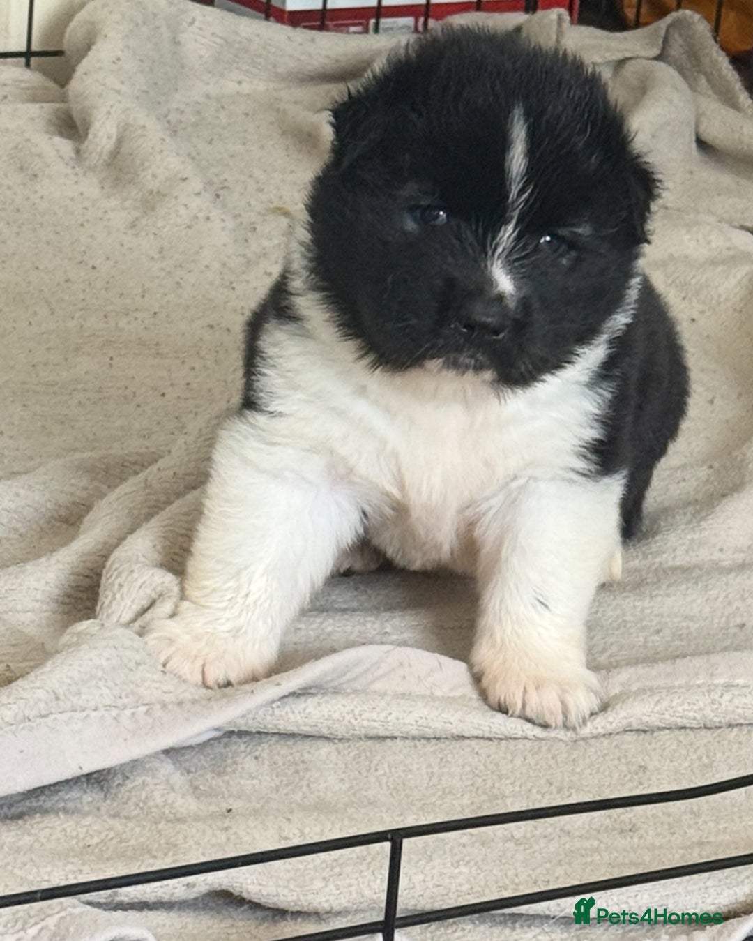 Akita dogs for sale:  American/ Japanese Akitas - Advert 12