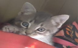 Mixed Breed cats for sale: Awesome Spotty Dotty Silver  Blue Bengal x Kittens - Image 28
