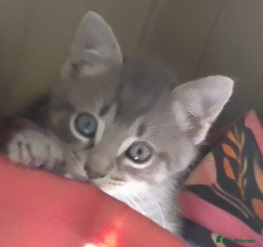 Mixed Breed cats for sale: Awesome Spotty Dotty Silver  Blue Bengal x Kittens - Image 28