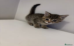 Mixed Breed cats for sale: Beautiful little kitten - Image 5