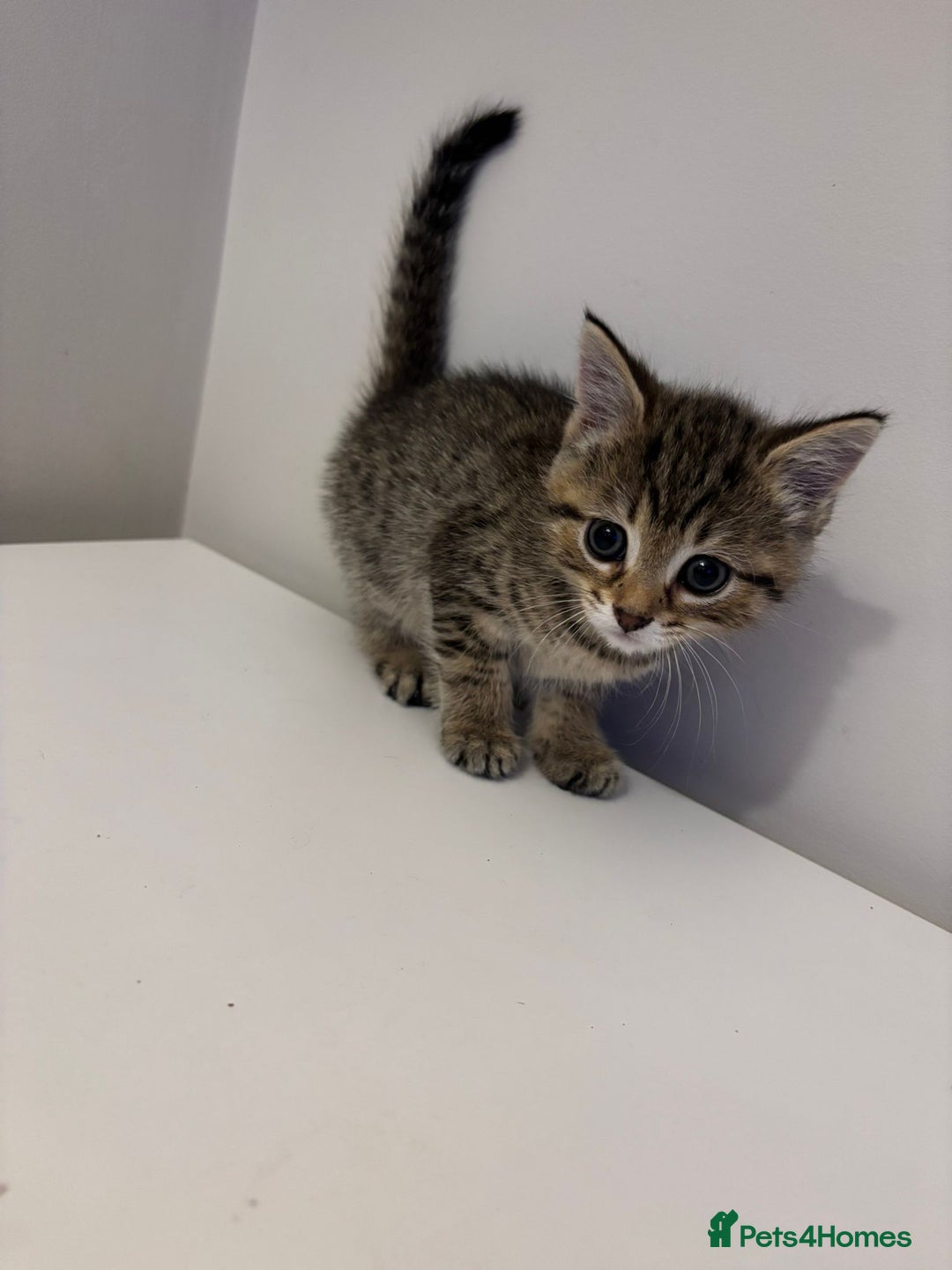 Mixed Breed cats for sale: Beautiful little kitten - Image 5