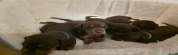 Miniature Dachshund dogs for sale: PEDIGREE KC MINIATURE DACHSHUND PUPPIES  🐶 ❤️ - Advert 3