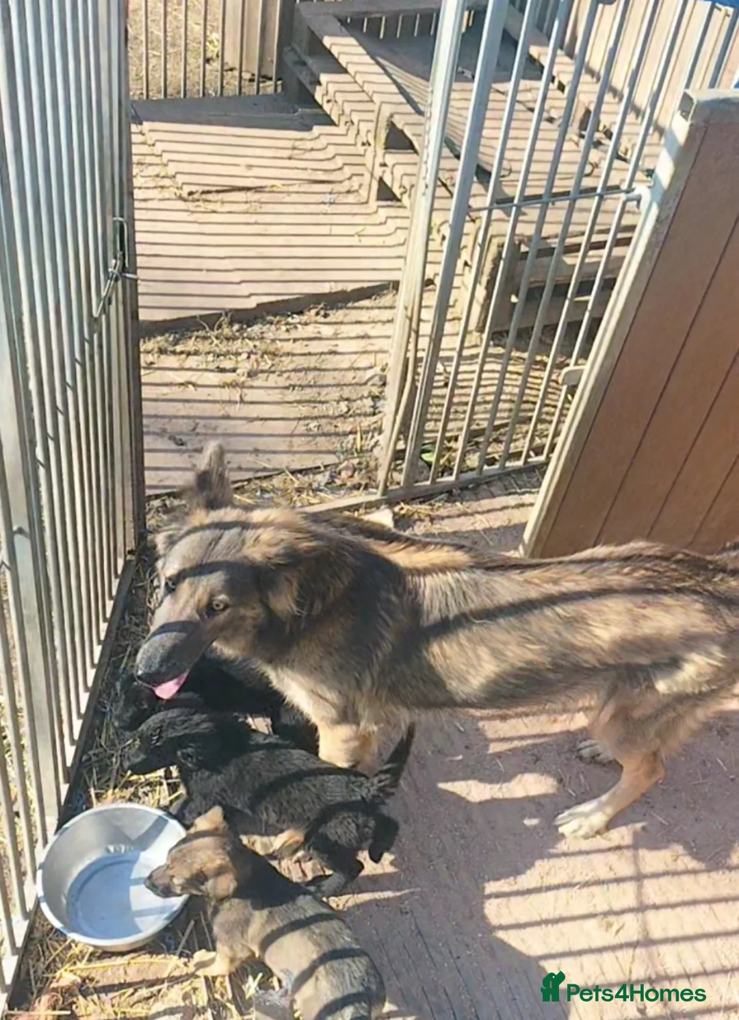 Sheprador dogs for sale: Sheprador  - Advert 1