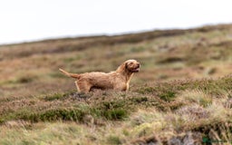 Hungarian Vizsla dogs for stud: Gamekeeper owned working wirehaired vizsla - Advert 2