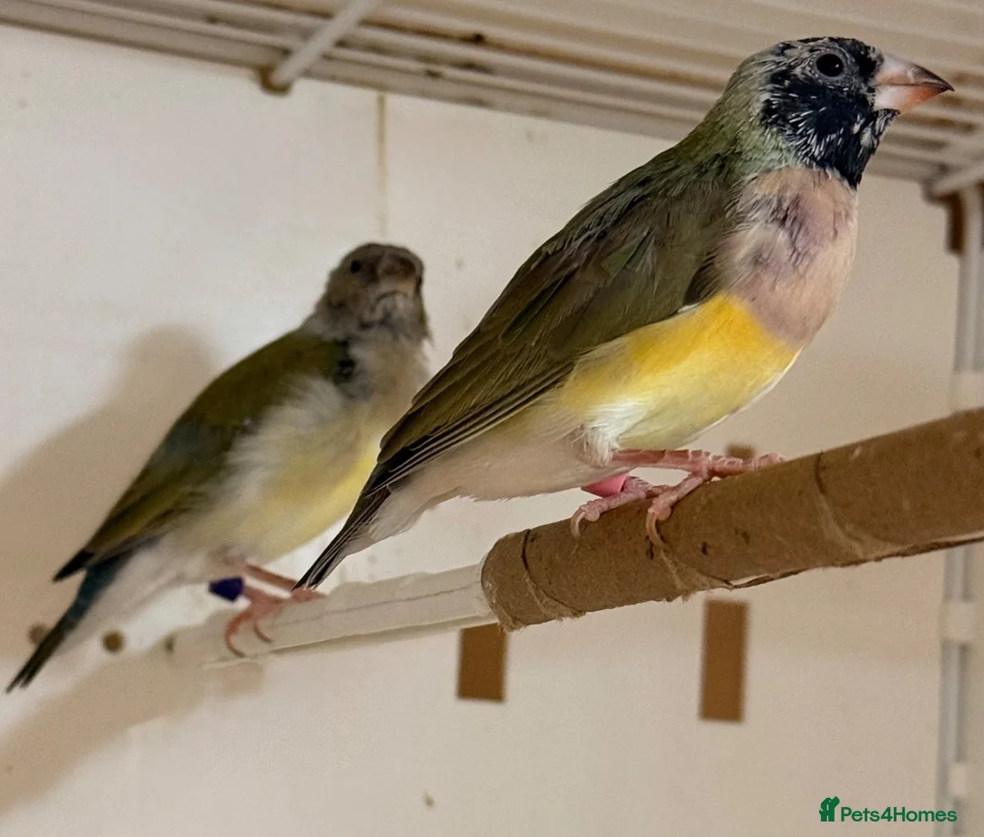 Finches birds for sale: Female Gouildian finches available young  - Advert 2