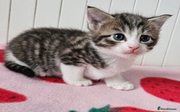 Mixed Breed cats for sale: Two beautiful litters of kittens😻🐱😹 - Image 15