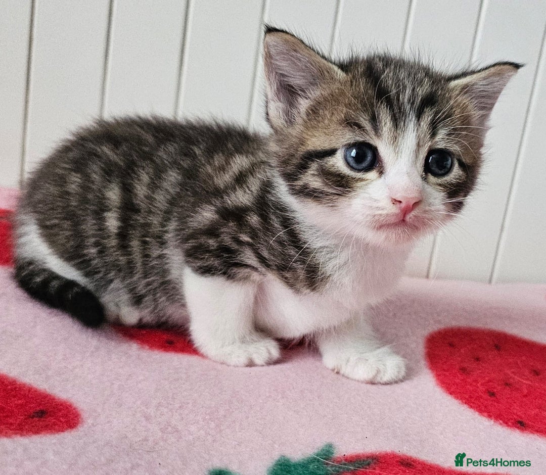 Mixed Breed cats for sale: Two beautiful litters of kittens😻🐱😹 - Image 15