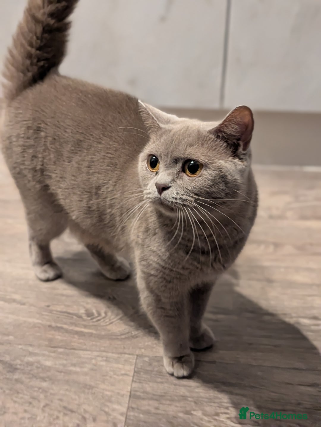 British Shorthair cats for sale: Lilac BSH Queen 2.5y old looking for new home - Advert 2