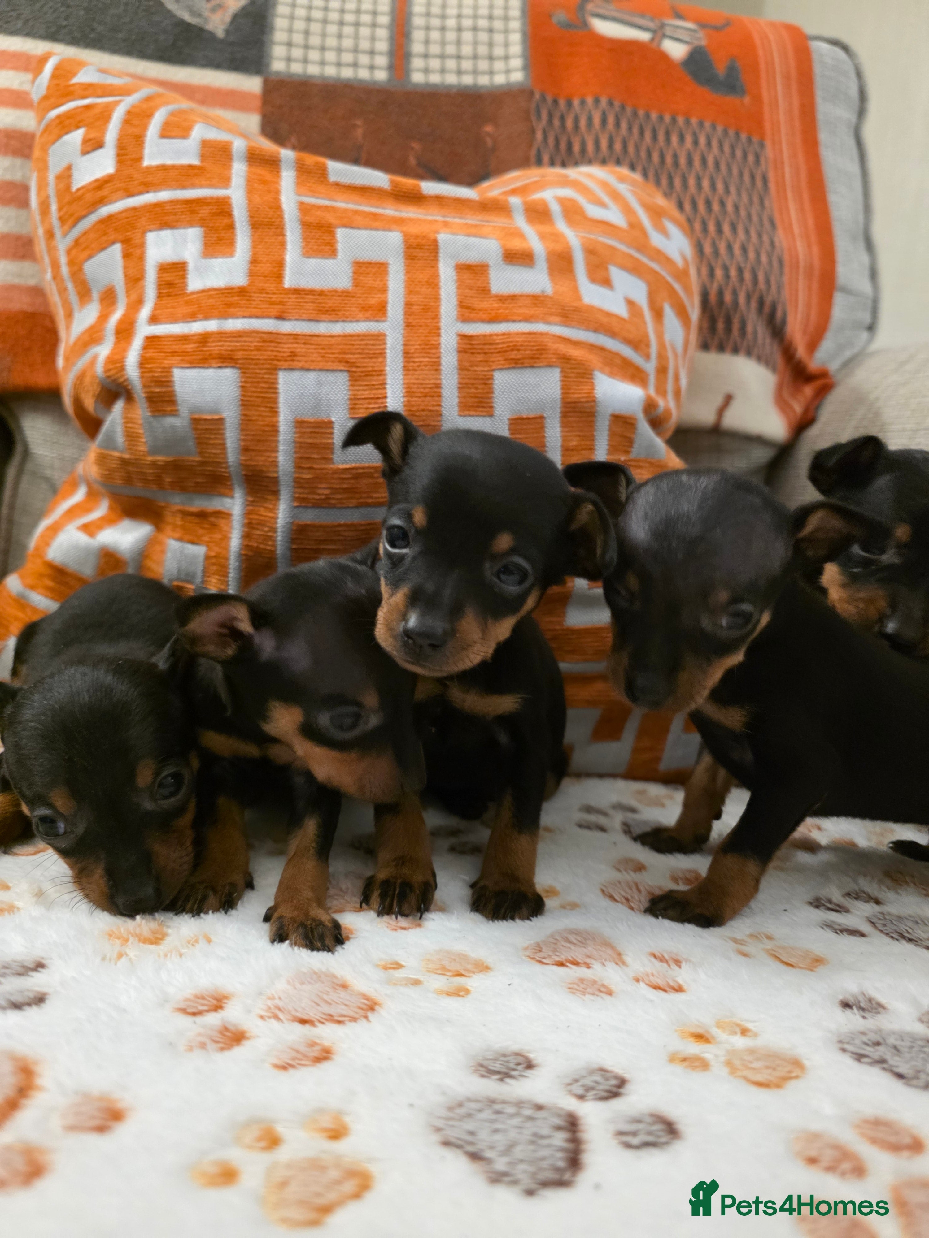Miniature Pinscher dogs 5 beautiful miniature pincher pups - Advert 1