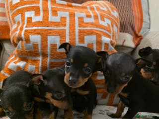 Miniature Pinscher dogs 5 beautiful miniature pincher pups - Advert 3