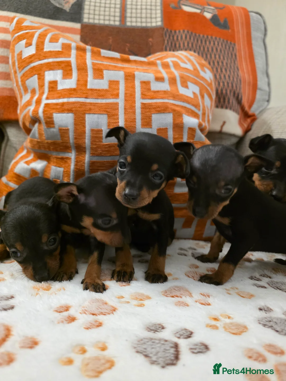 Miniature Pinscher dogs for sale: 5 beautiful miniature pincher pups - Advert 1