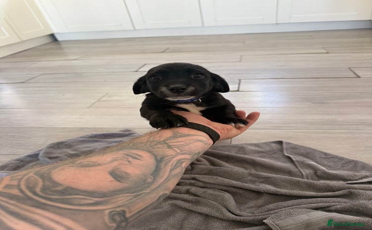 Mixed Breed dogs - Advert 2