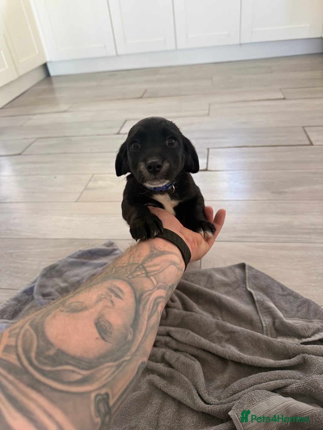 Mixed Breed dogs for sale: 🐶 Adorable 8-Week-Old Caverjack Puppies for Sale - Image 2
