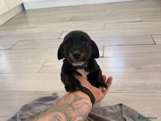 Mixed Breed dogs - Advert 18