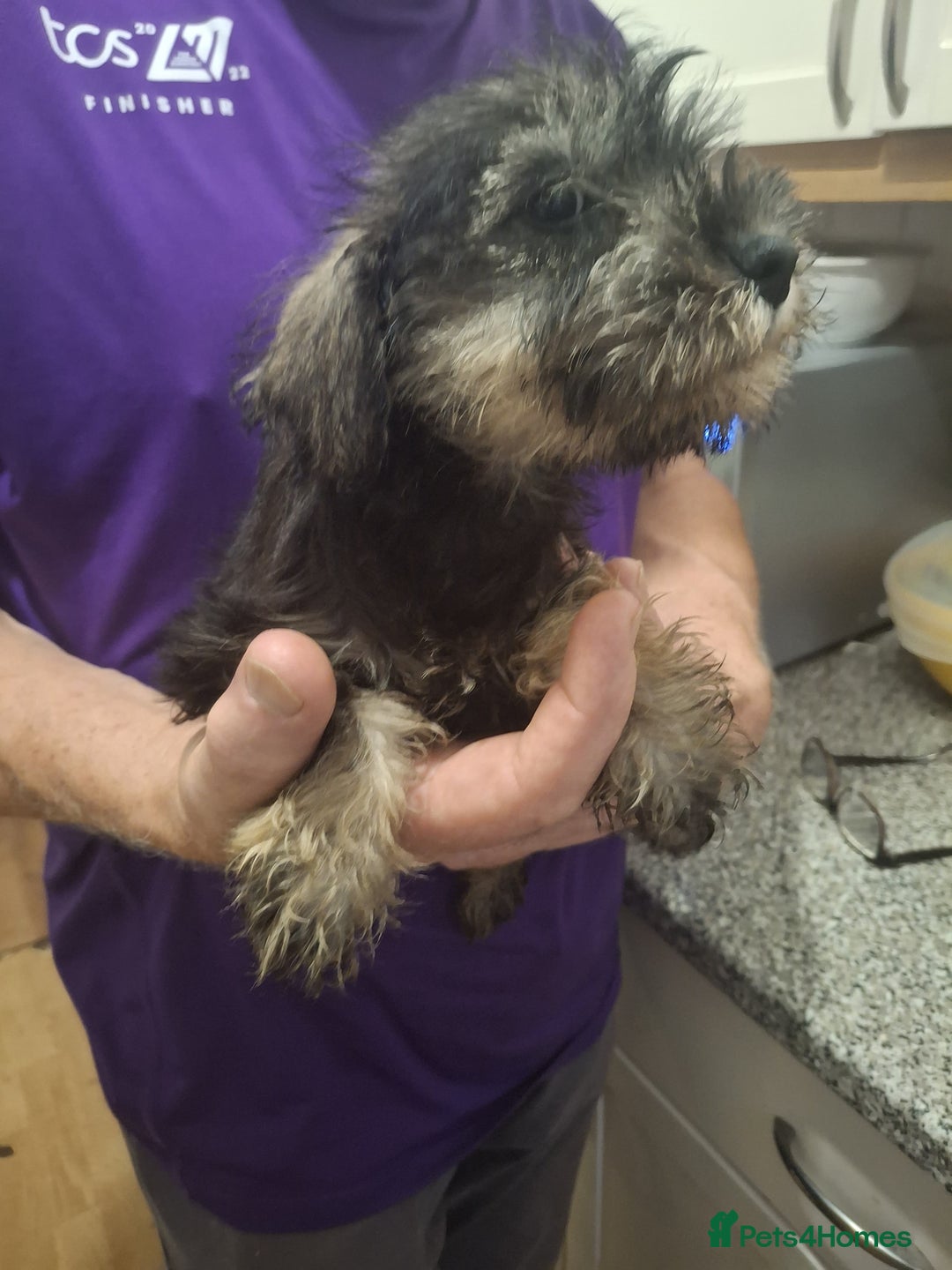 Miniature Schnauzer dogs for sale: Adorable Miniature Schnauzer Puppies for Sale - Image 5