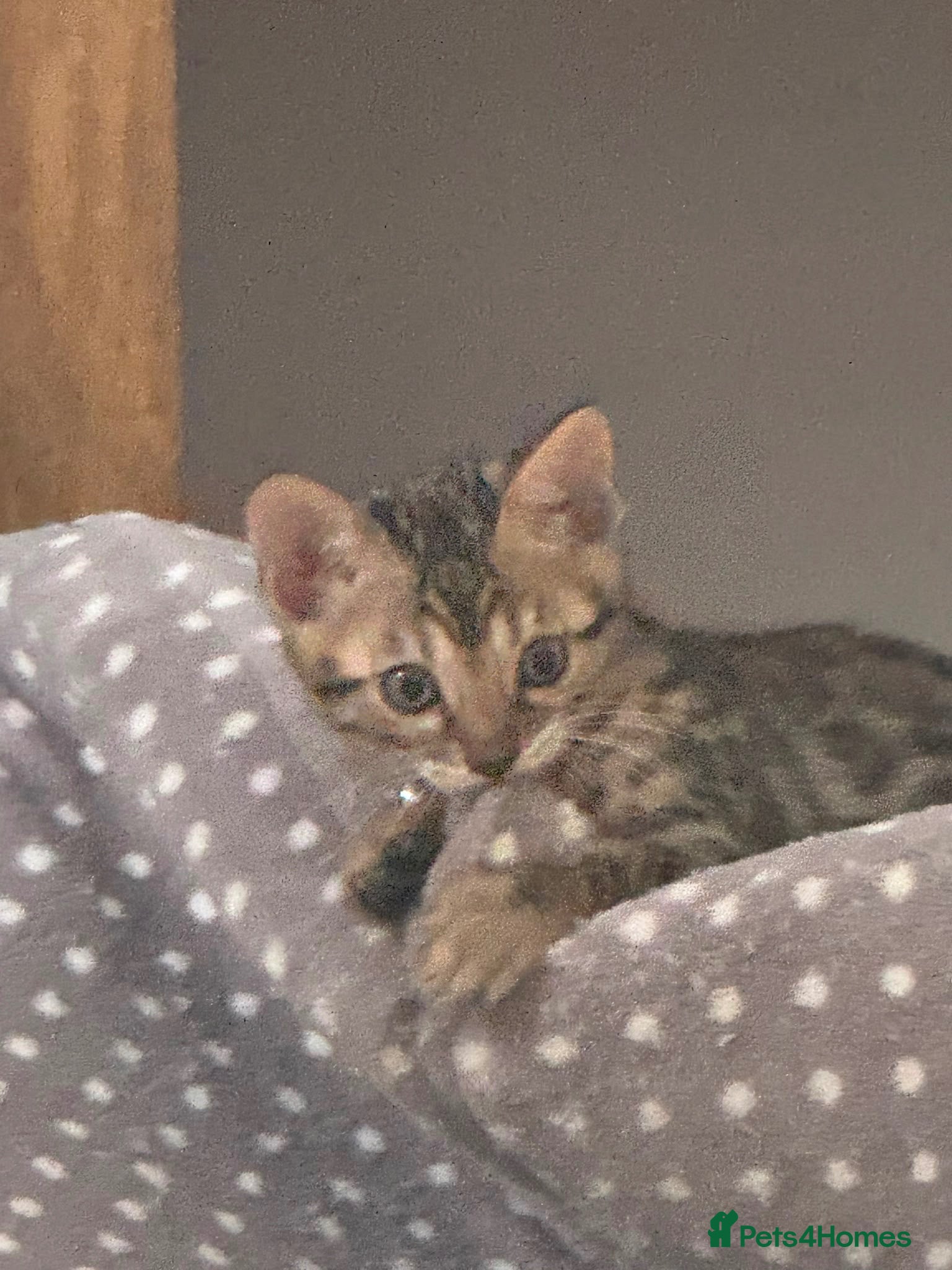 Bengal cats Ready soon registered bengal kittens - Advert 2