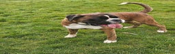 Boxer dogs for stud: KC REGISTERED BRINDLE & WHITE PROVEN STUD.   in Mexborough - Advert 5