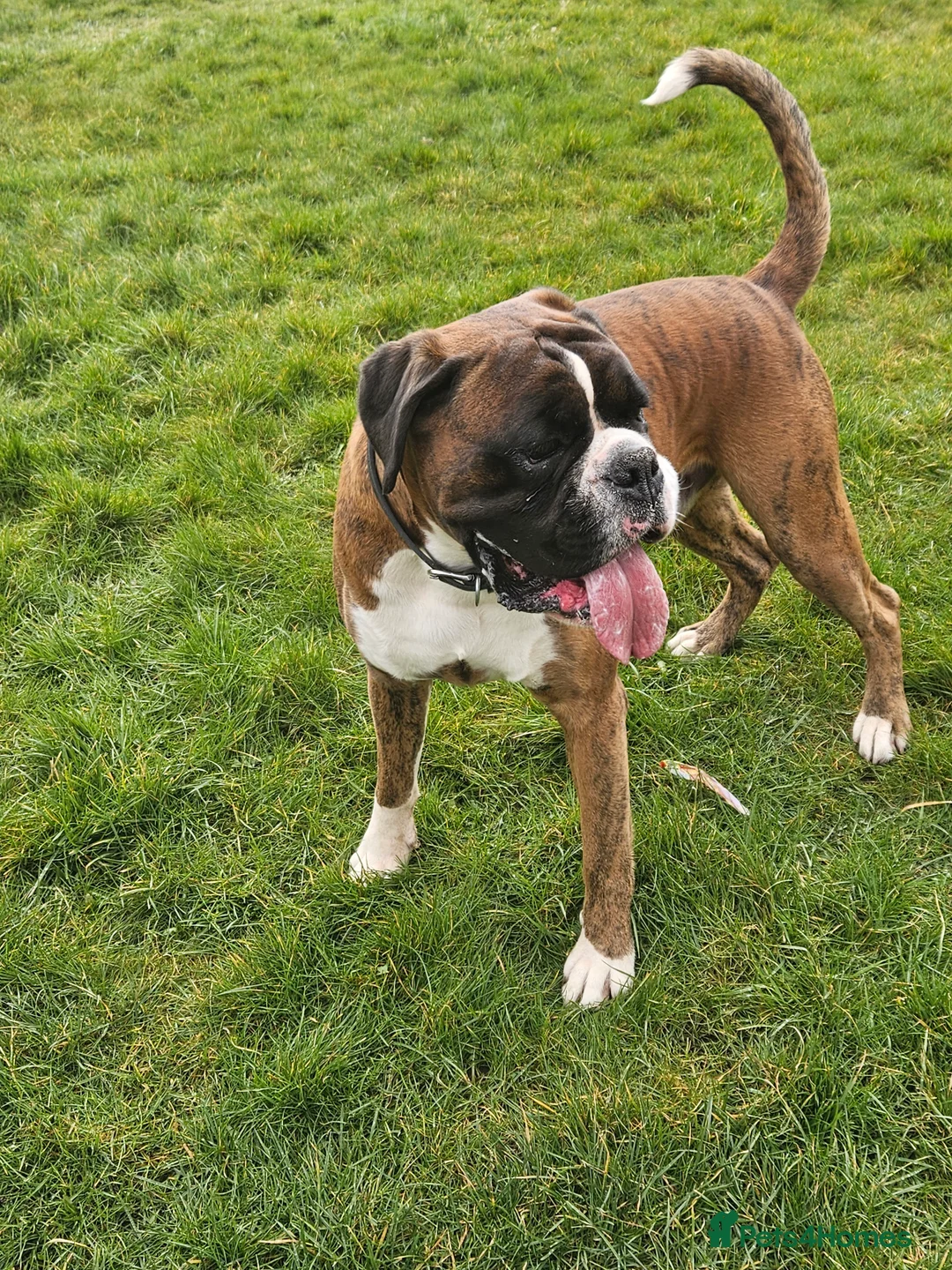 Boxer dogs for stud: KC REGISTERED BRINDLE & WHITE PROVEN STUD.   in Mexborough - Advert 5