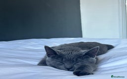 Russian Blue cats for sale: (FREE)Gorgeous 2 year old female cat for adoption  - Image 7