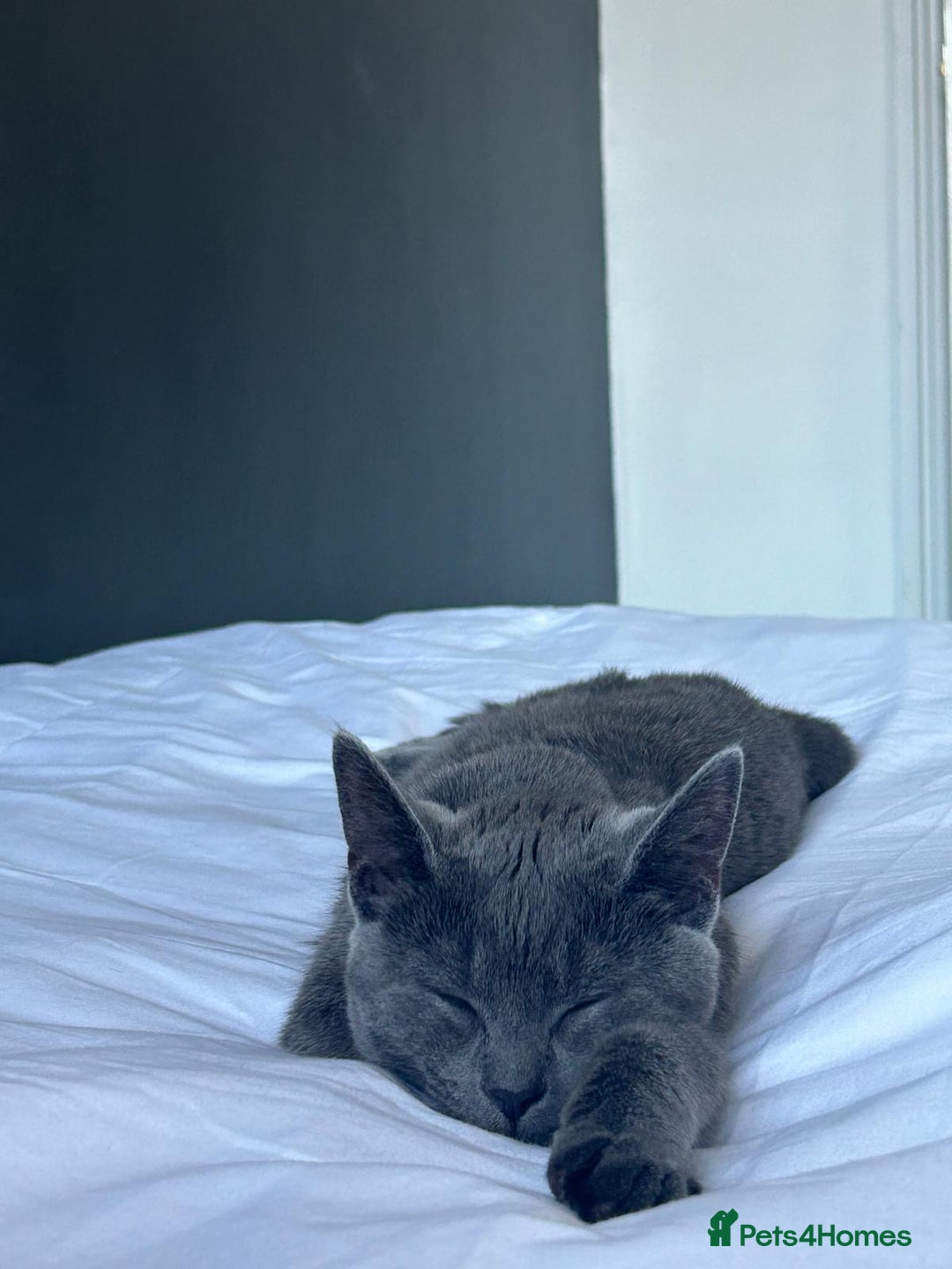 Russian Blue cats for sale: (FREE)Gorgeous 2 year old female cat for adoption  - Image 7