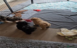 Maltipoo dogs for sale: Beautiful F1 Merle Maltipoo boy - Image 7