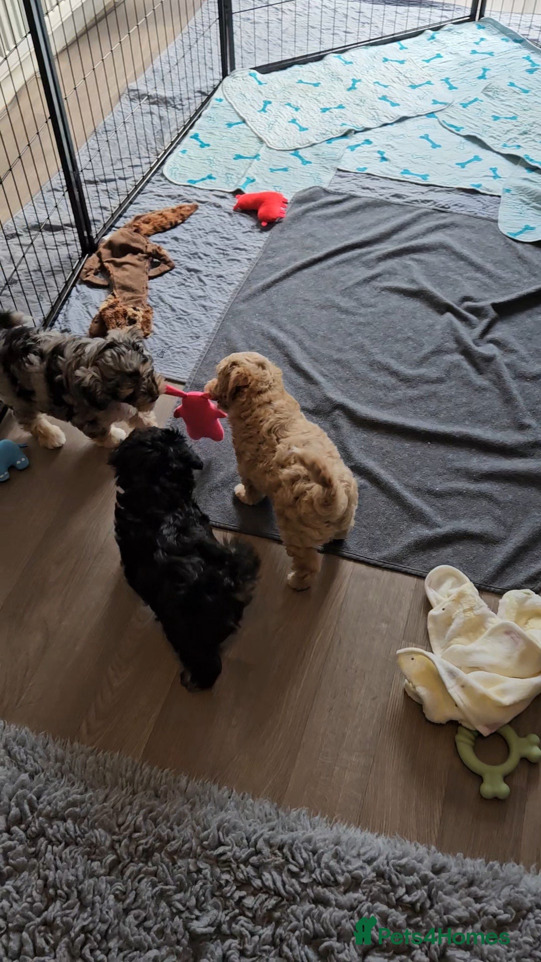 Maltipoo dogs for sale: Beautiful F1 Merle Maltipoo boy - Image 7