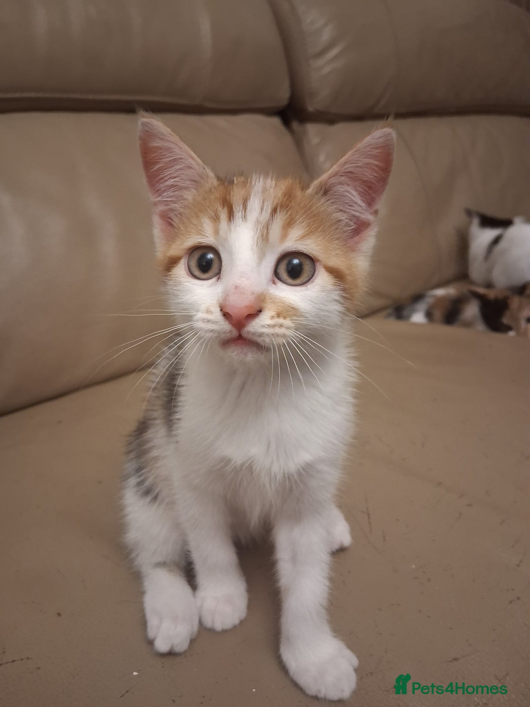 British Shorthair cats for sale: 2 beautiful calico girls - Image 4