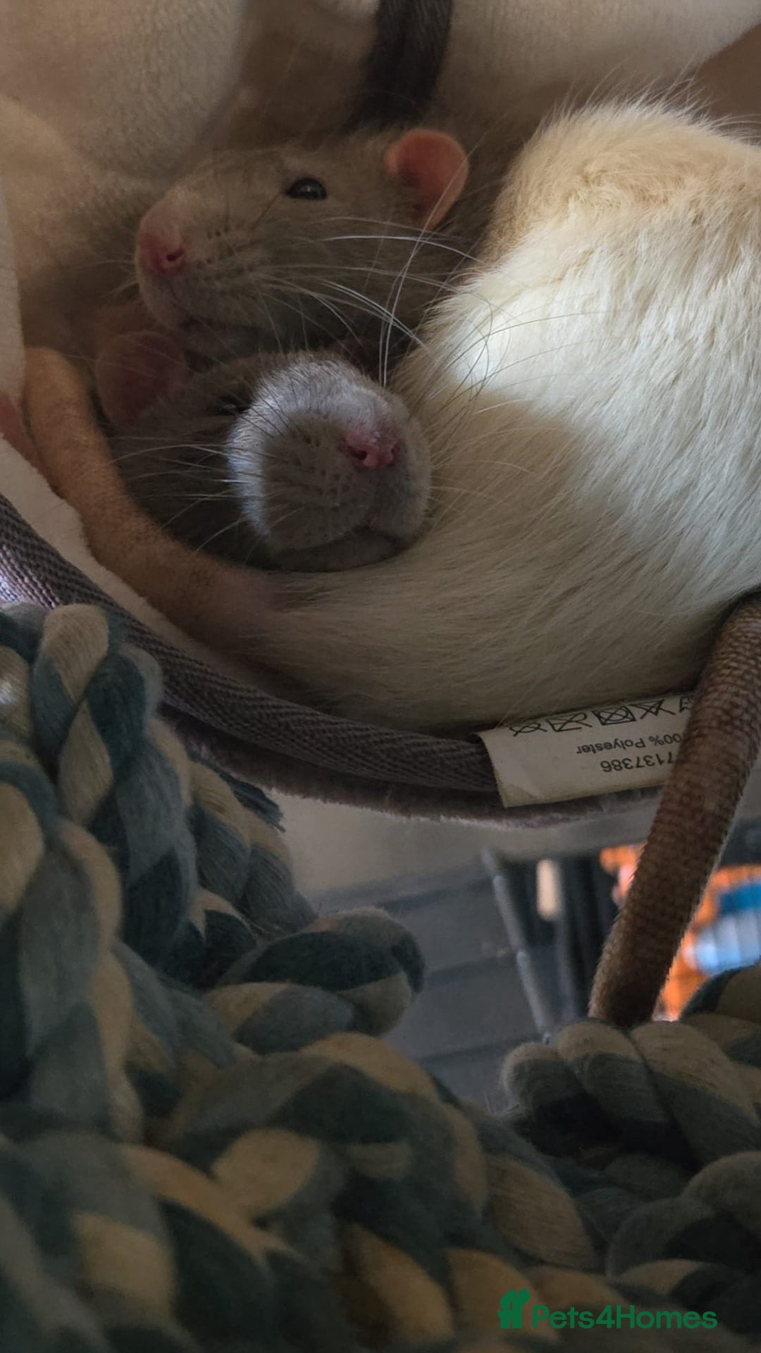 Rat rodents for sale: Male fancy rats - Advert 3