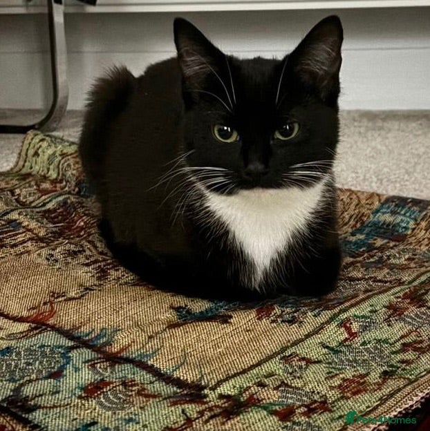 Domestic Shorthair cats Beautiful Female Tuxedo Cat-11 months old - Advert 1