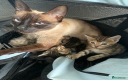 Mixed Breed cats for sale: Beautiful half Siamese Kitten - Image 5