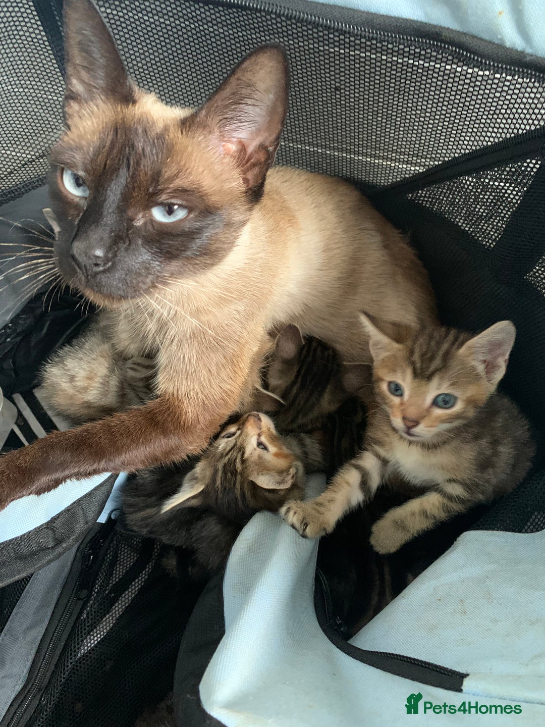 Mixed Breed cats for sale: Beautiful half Siamese Kitten - Image 5
