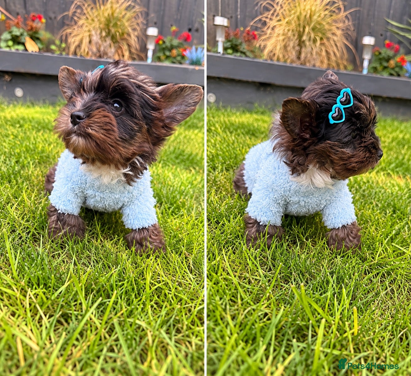 Yorkshire Terrier dogs Mini Yorkshire terrier Merle last boy  - Advert 8