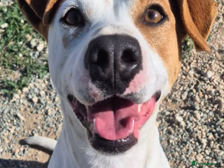 Staffordshire Bull Terrier dogs Daizy- dog, child, stranger friendly! - Advert 3